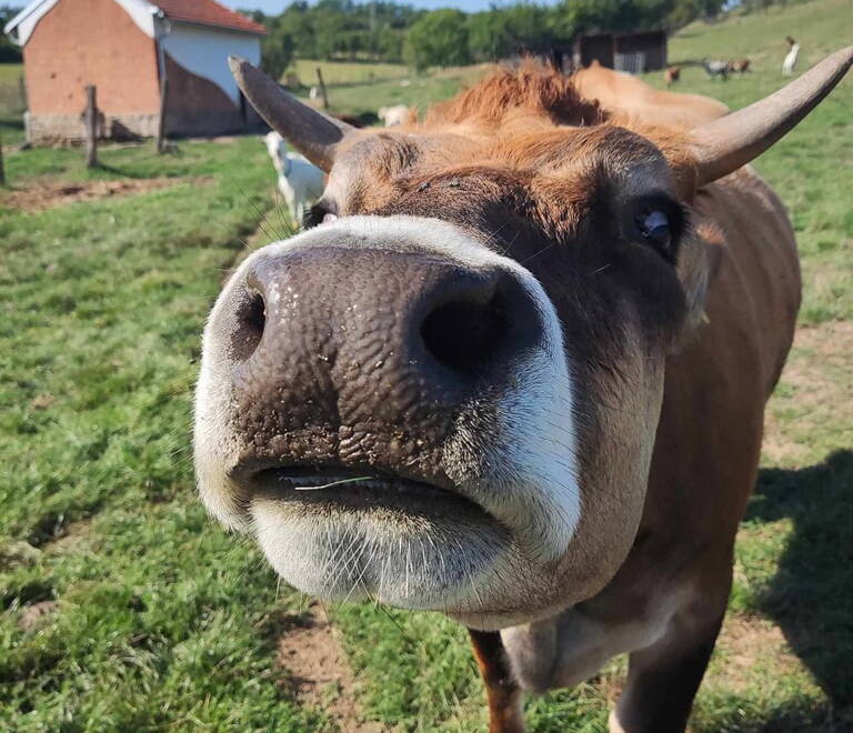 Chceme pro vás farmu otevírat každý víkend. Pomůžete nám zjistit, jestli to má smysl?