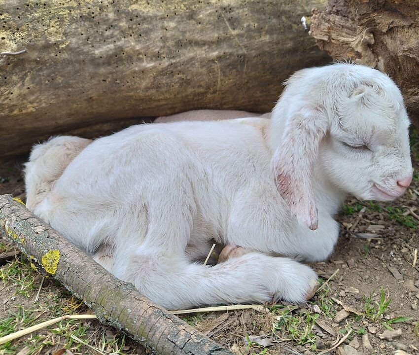 Kůzlátko | Biofarma Mlsná koza - galerie