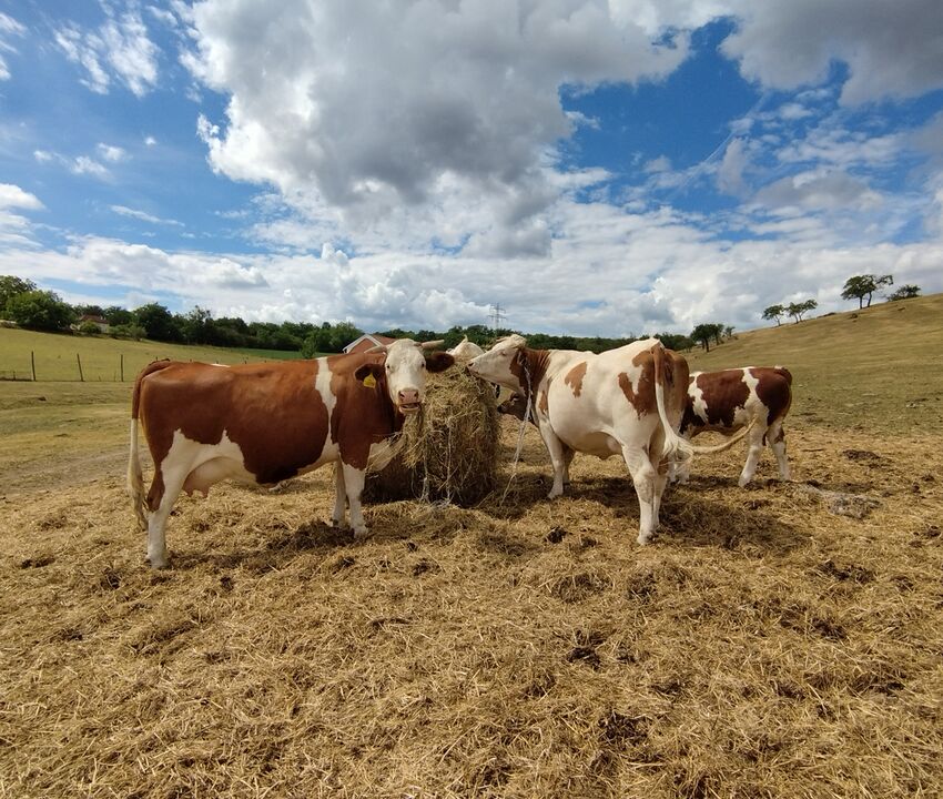 Kravičky | Biofarma Mlsná koza - galerie