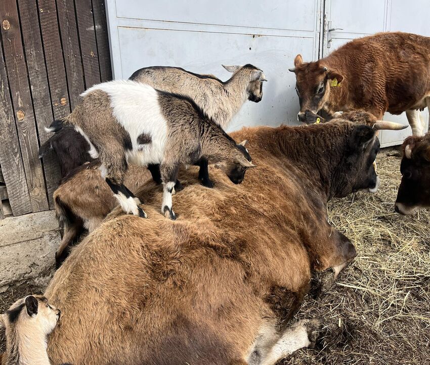 Farma | Biofarma Mlsná koza - galerie
